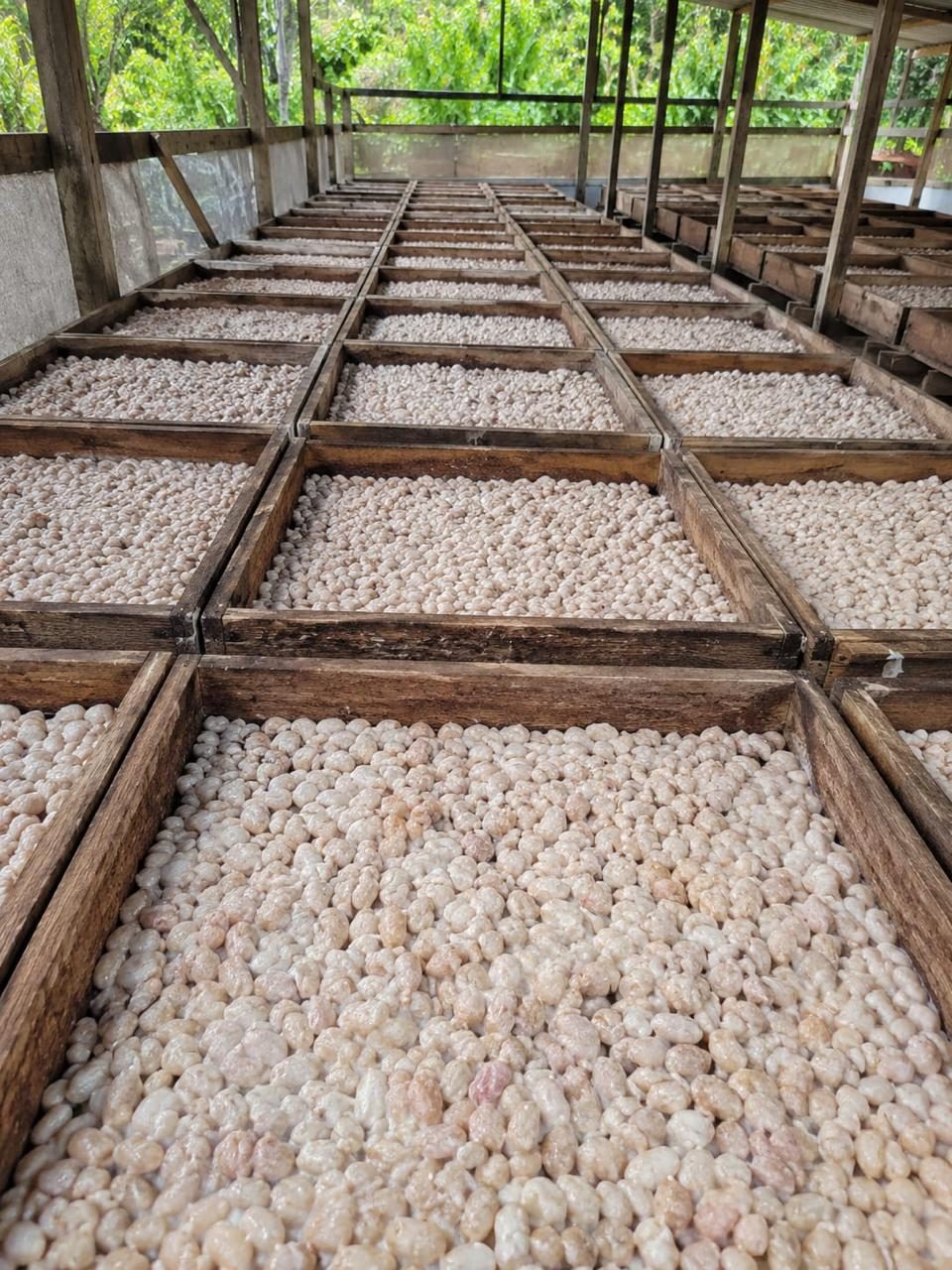 Fermentación de cacao en cajones de madera