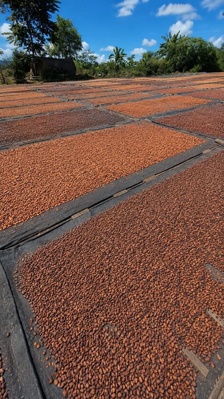 Secado natural de cacao al sol en Pangoa